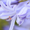 青い花