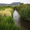 小川