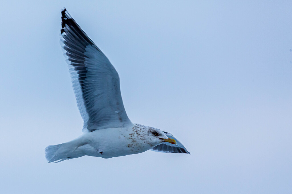 海鳥たちよ