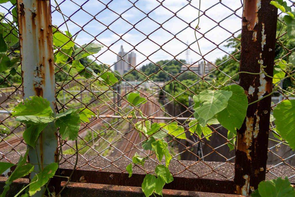 夏草と鉄