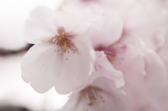 名和神社の桜１