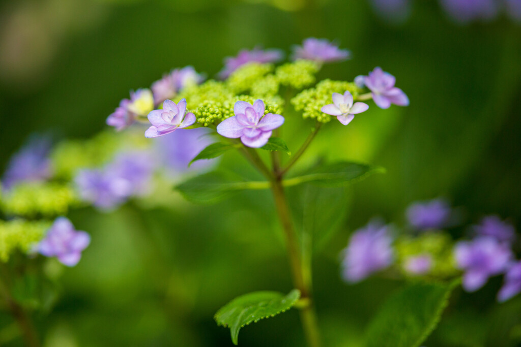 5月の花