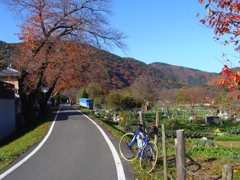 ロードバイクで紅葉狩り
