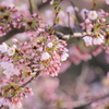 まだ蕾