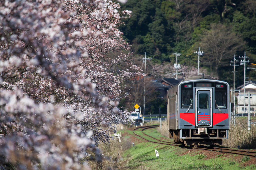 大岩駅、桜と汽車