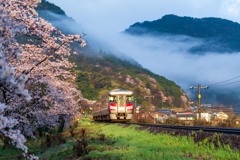 鳥取桜