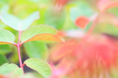 草花