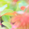 草花