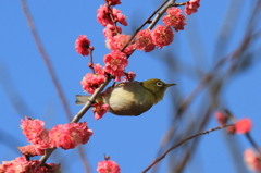 宮崎紅梅２