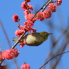 宮崎紅梅２