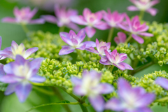 かわいいアジサイ