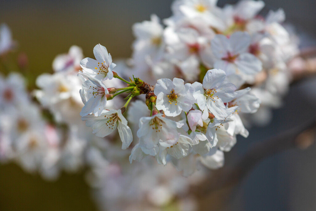 桜咲く
