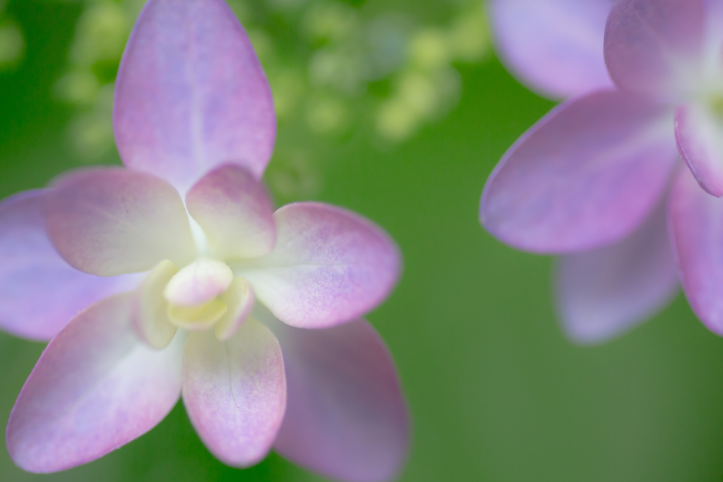 わが家の紫陽花
