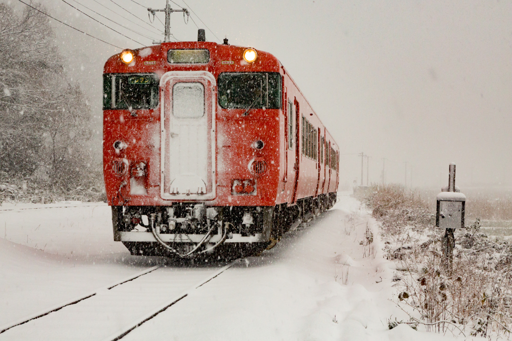 雪たらこ