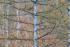 富士　新五合目