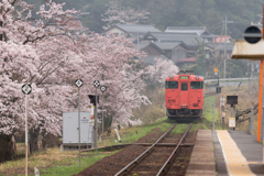 大岩駅の桜が咲きました３