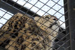 動物の目が素敵です　ヒョウ