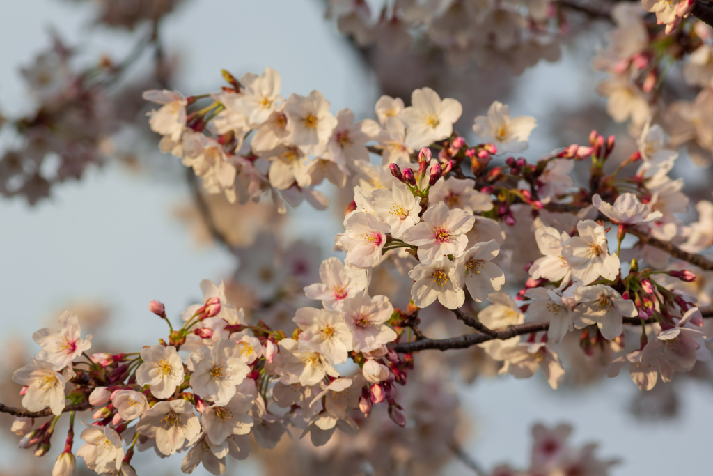 横浜の桜３