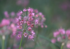 10月末ラッキョウの花は控えめ