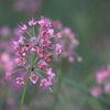 10月末ラッキョウの花は控えめ