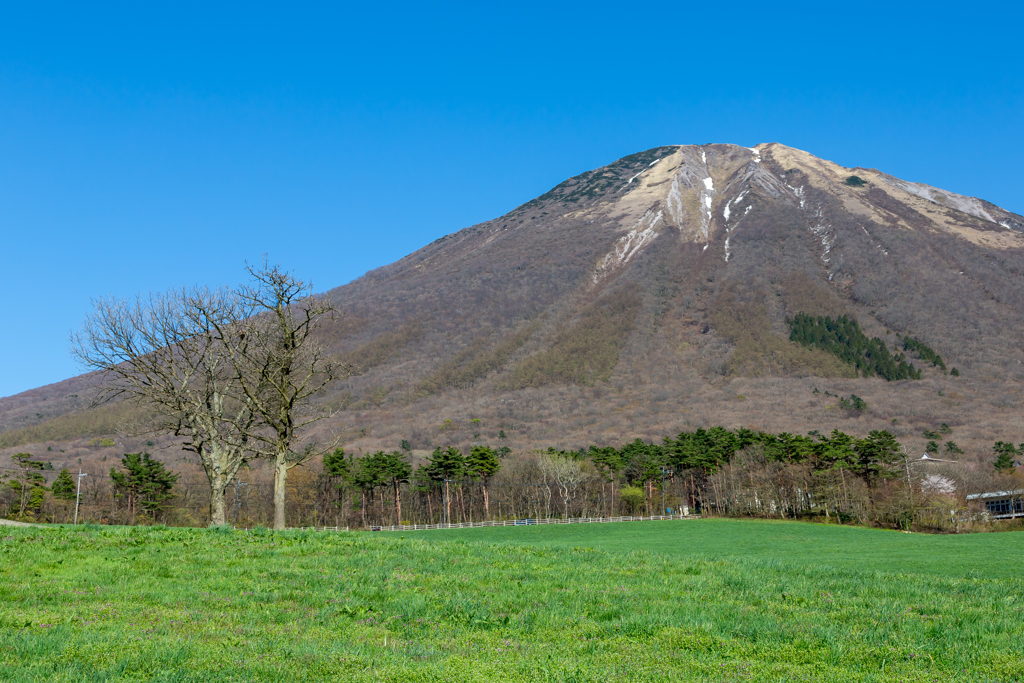 大山の新緑