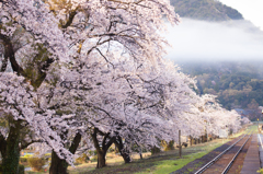 夏に桜はないだろう
