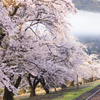 夏に桜はないだろう
