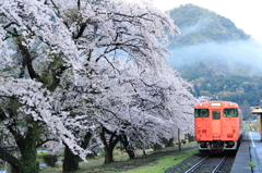 夏に桜はないだろう