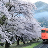 夏に桜はないだろう