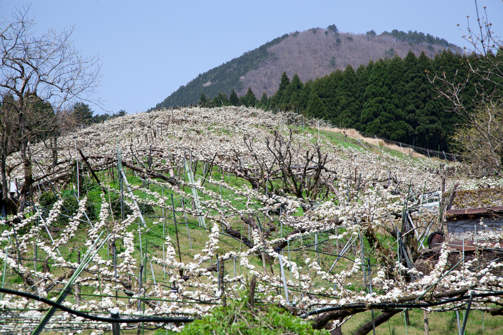 20世紀梨の花満開