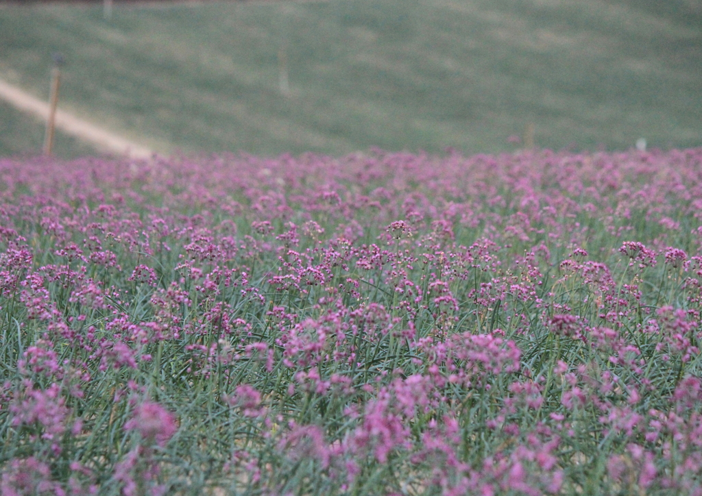 10月末ラッキョウの花は控えめ