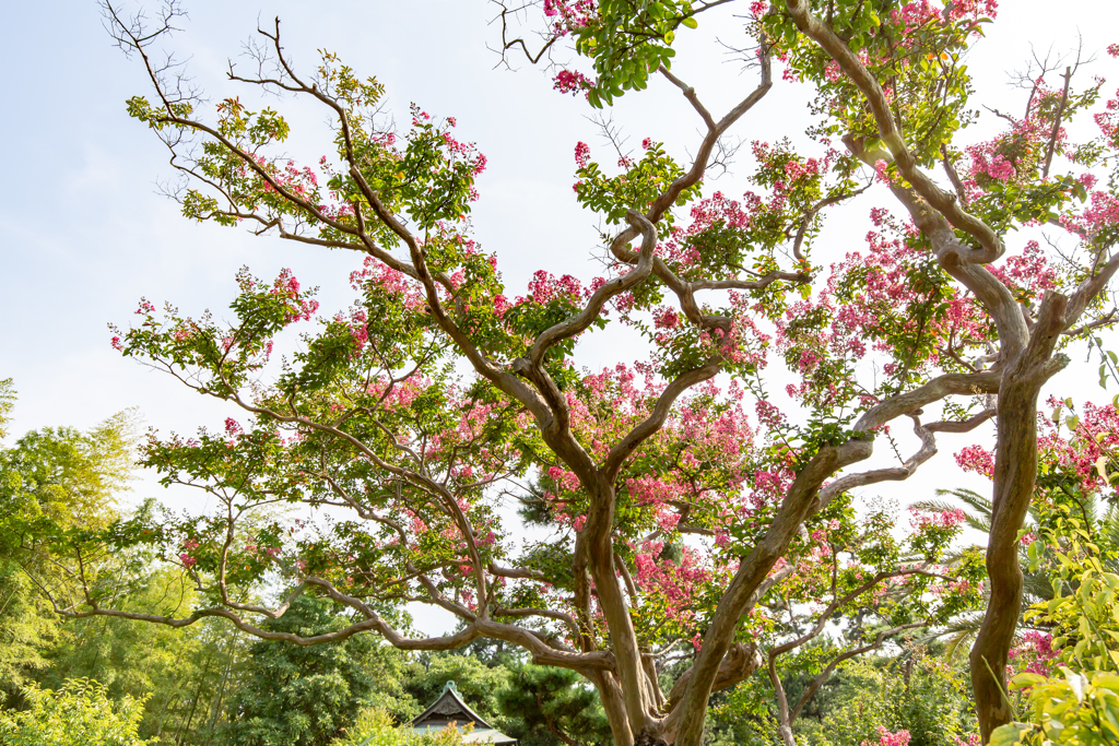 大磯旧吉田茂邸　夏の百日紅