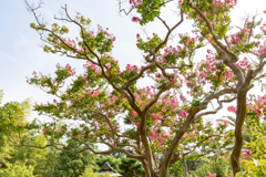 大磯旧吉田茂邸　夏の百日紅