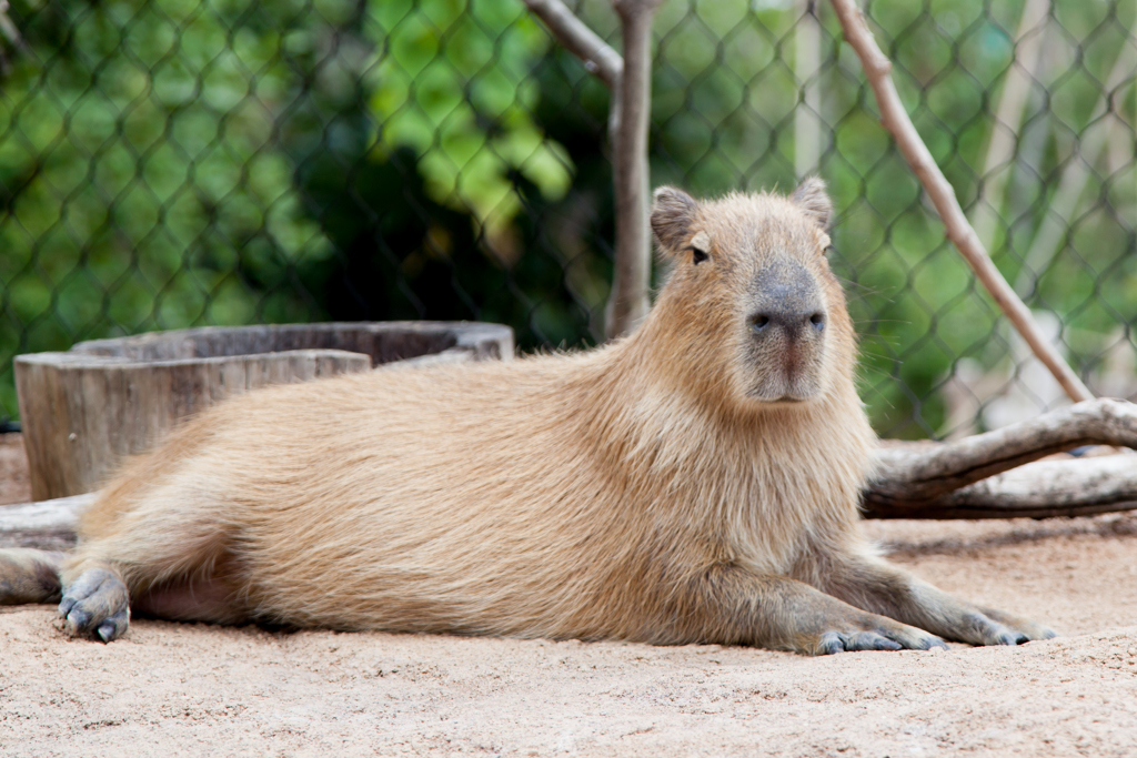 大きなネズミです