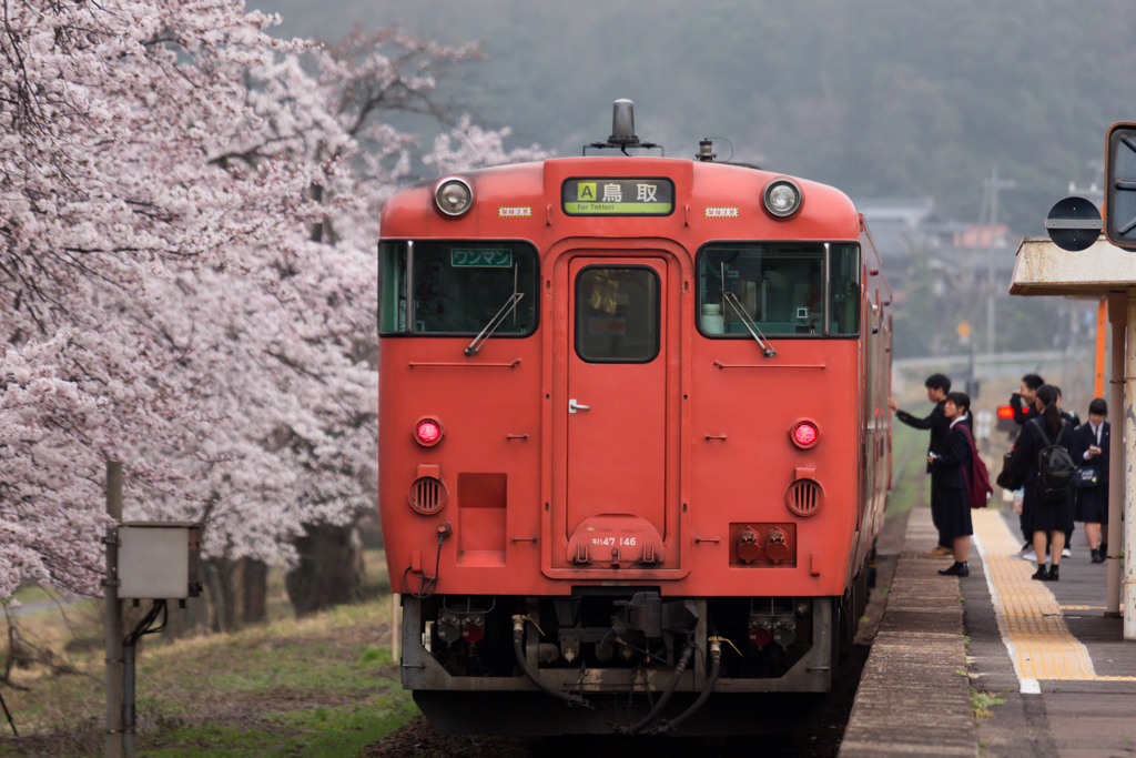 大岩駅の桜が咲きました２