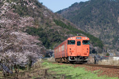 大岩駅付近の桜と山と汽車