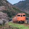 大岩駅付近の桜と山と汽車