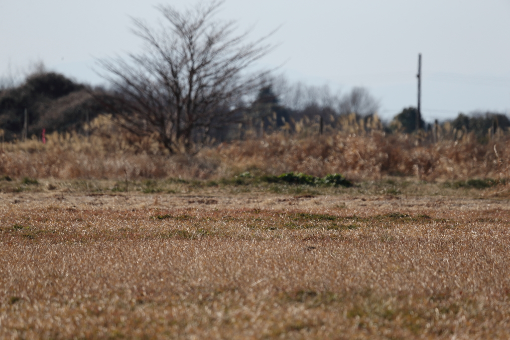 冬の空き地４