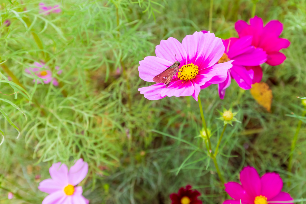 里山の花壇