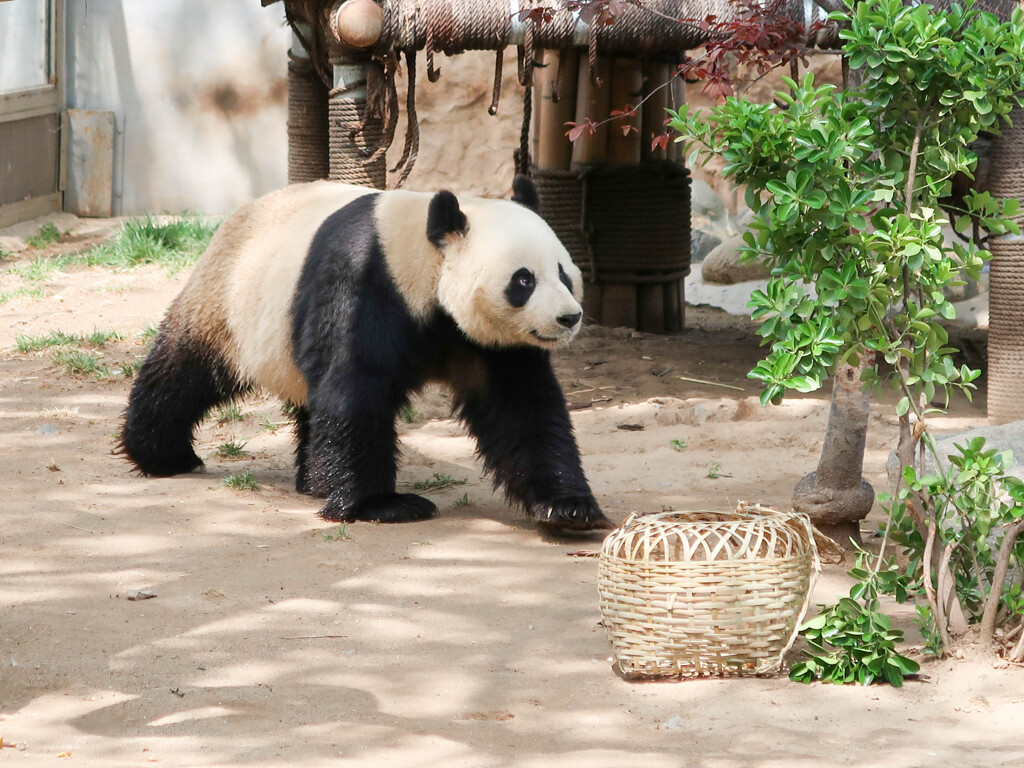 中国の動物園