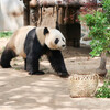 中国の動物園