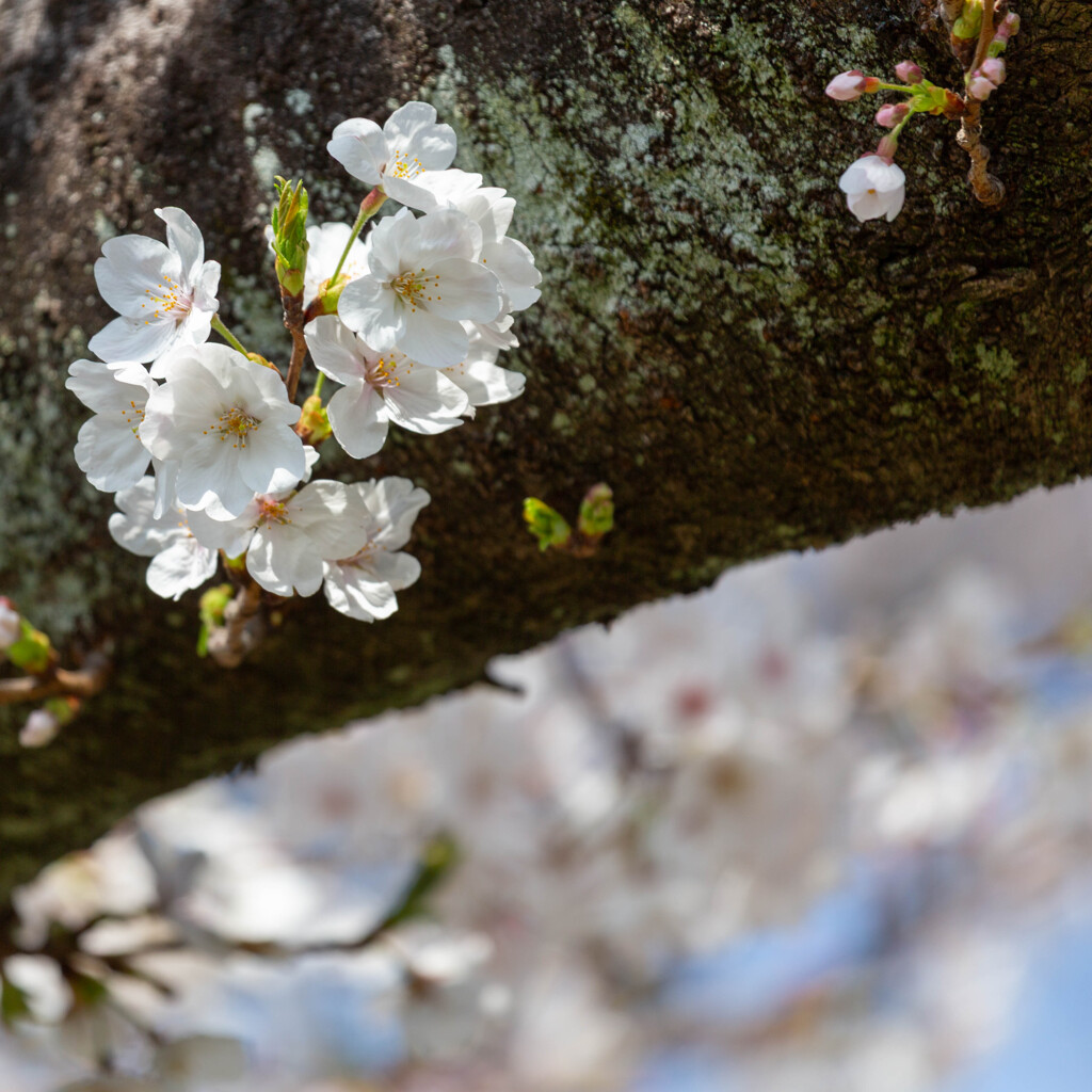 桜咲く