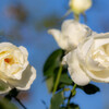 白バラ
