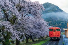 鳥取桜　タラコ