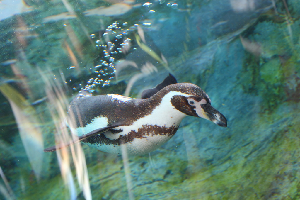 ペンギン