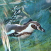 ペンギン