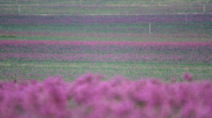 砂丘ラッキョウの花２