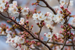 横浜の桜