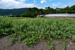 葉山一色海岸