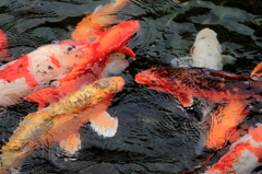 池の鯉が元気